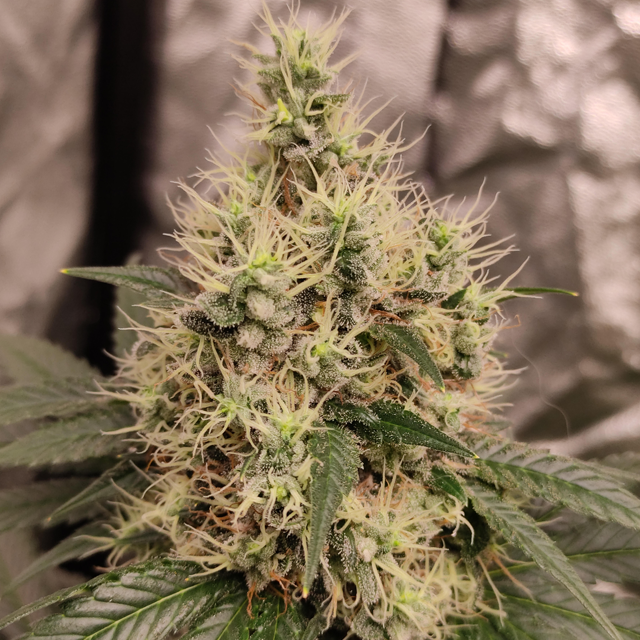 Original Sensible Seeds Garlic Cookies Image 4